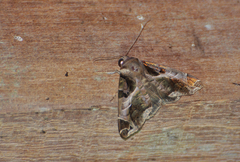 Calyptis idonea