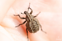 Brachycerus muricatus