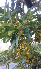 Forchhammeria trifoliata