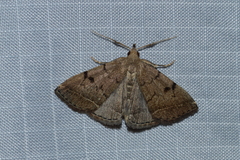 Zanclognatha dentata