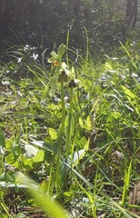 Ophrys bornmuelleri