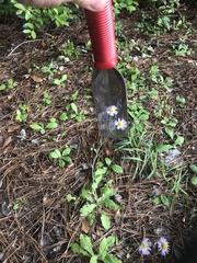 Erigeron quercifolius