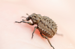 Brachycerus muricatus