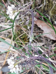 Noccaea caerulescens