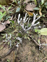 Xylaria hypoxylon