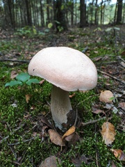 Leccinum percandidum