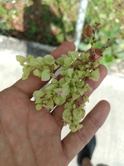 Gymnopodium floribundum