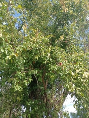 Gymnopodium floribundum