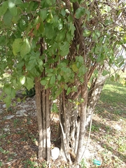 Gymnopodium floribundum