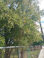 Gymnopodium floribundum