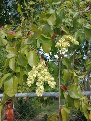 Gymnopodium floribundum