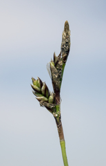 Carex richardsonii