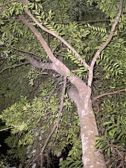 Aquilaria