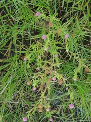 Sphaeranthus peduncularis