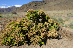 Mesembryanthemum pellitum image