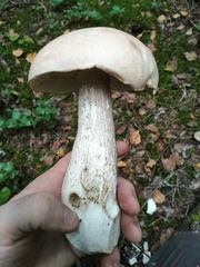 Leccinum percandidum