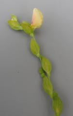 Zornia capensis capensis