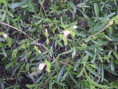 Zornia capensis capensis