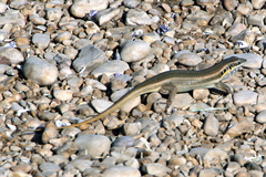 Trachylepis quinquetaeniata