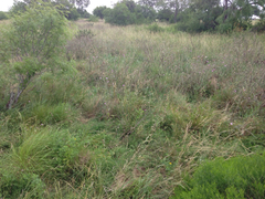 Hoffmannseggia tenella