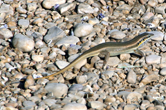 Trachylepis quinquetaeniata