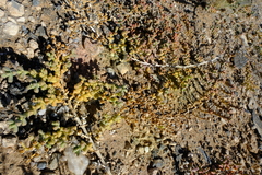 Mesembryanthemum subnodosum image
