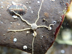 Amphiuroidea