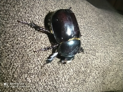 Coleoptera