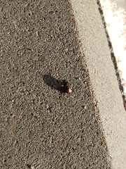 Chilothorax