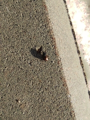 Chilothorax