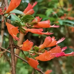 Woodfordia fruticosa