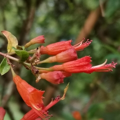 Woodfordia fruticosa