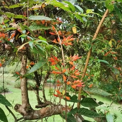 Woodfordia fruticosa