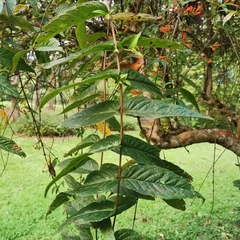 Woodfordia fruticosa