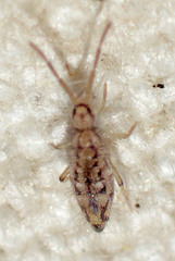 Entomobrya katzi