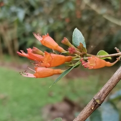 Woodfordia fruticosa