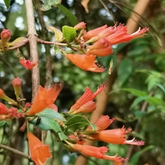 Woodfordia fruticosa