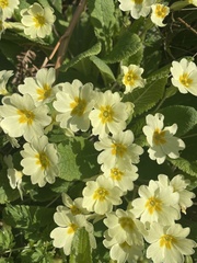 Primula vulgaris
