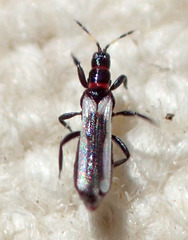 Aeolothripidae