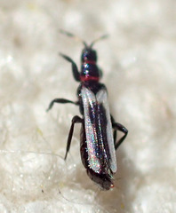 Aeolothripidae