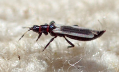 Aeolothripidae