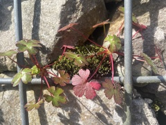 Geranium lucidum