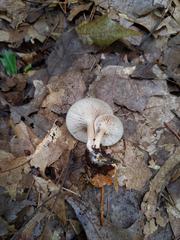 Clitocybe regularis