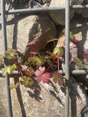 Geranium lucidum
