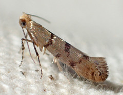 Argyresthia franciscella