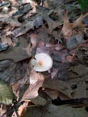 Clitocybe regularis