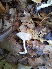 Clitocybe regularis