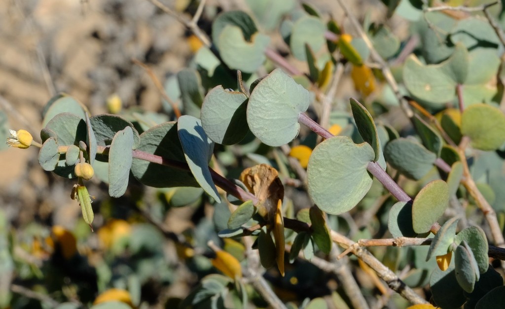 Tetraena pterocaulis