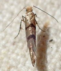 Argyresthia franciscella