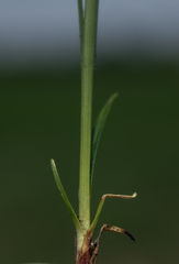 Carex richardsonii